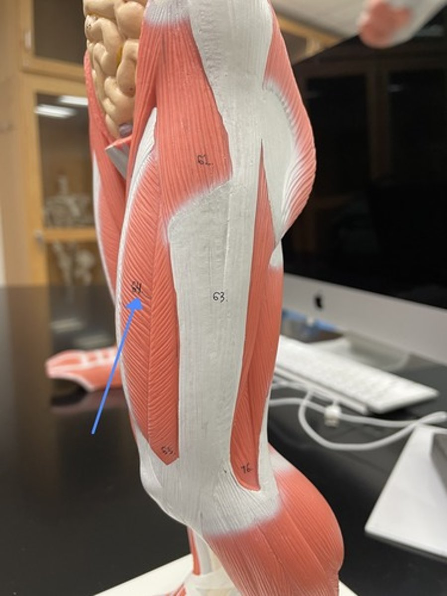 <p>rectus femoris</p><p>origin:</p><p>insertion:</p><p>action:</p>