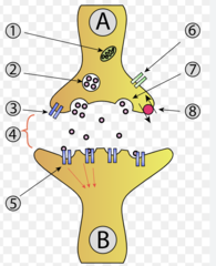 <p>synaptic vesicle full of neurotransmitter</p>