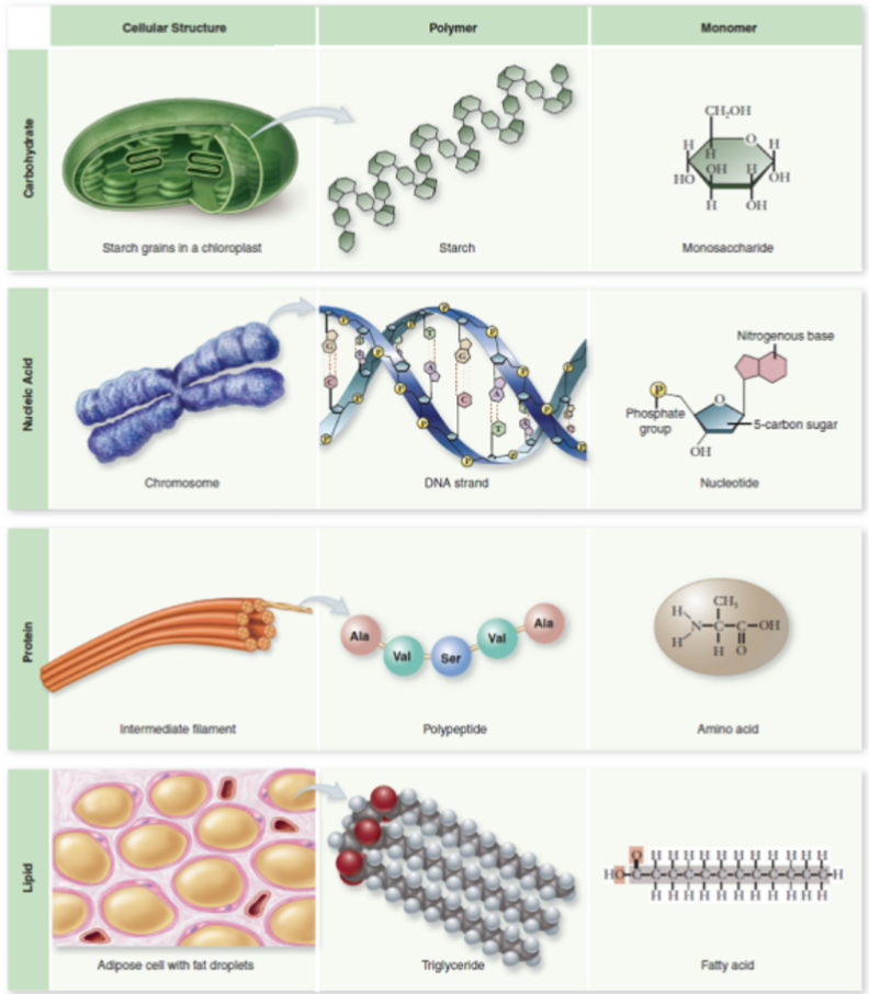 <p>carbohydrates, nucleic acid, proteins, lipids (review monomer and polymers in the image) </p>