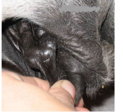 <p>What is this penis abnormality?</p>