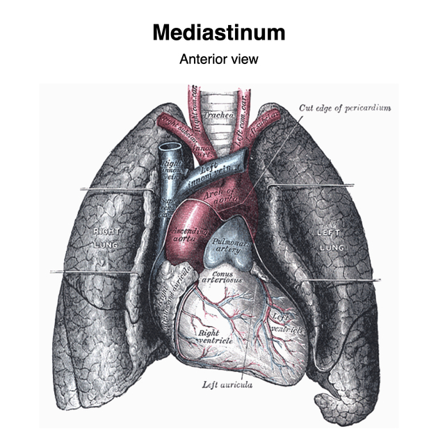 <p>In het mediastinum bevinden zich onder andere het cor (hart), aorta, larynx (luchtpijp) en oesofagus (slokdarm). De plaats waar de long met het mediastinum verbonden is heet de hilus, de structuren die hier doorheen lopen zijn de Bronchi principalis en bijbehorende bloedvaten a. en v. bronchiales, de bloedvaten van de longen: aa. pulmonalis en vv. pulmonalis, en overige zenuwen en lymfen.</p>
