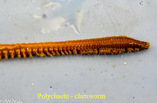 <p>Phylum &amp; name?</p>