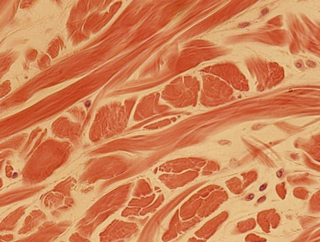 <p>Identify the indicated tissue</p>
