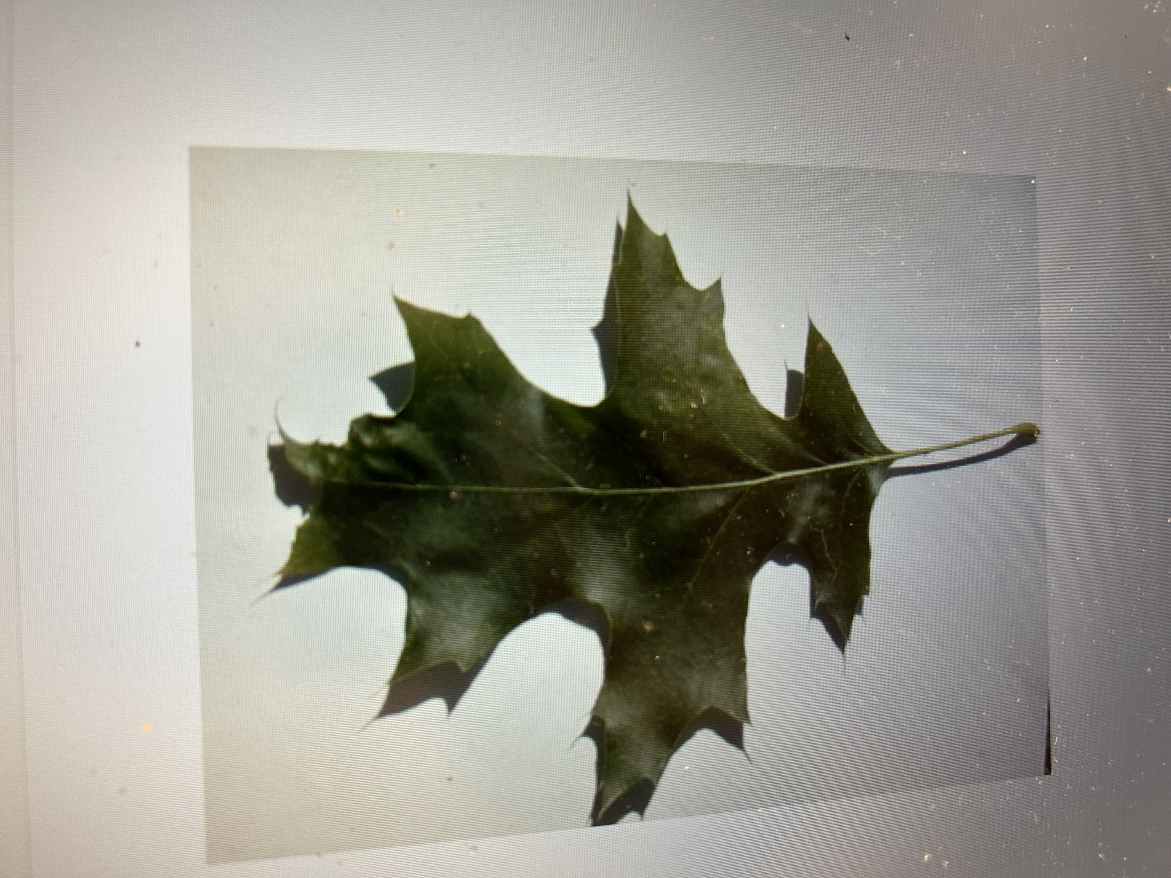 <p>Black Oak</p>