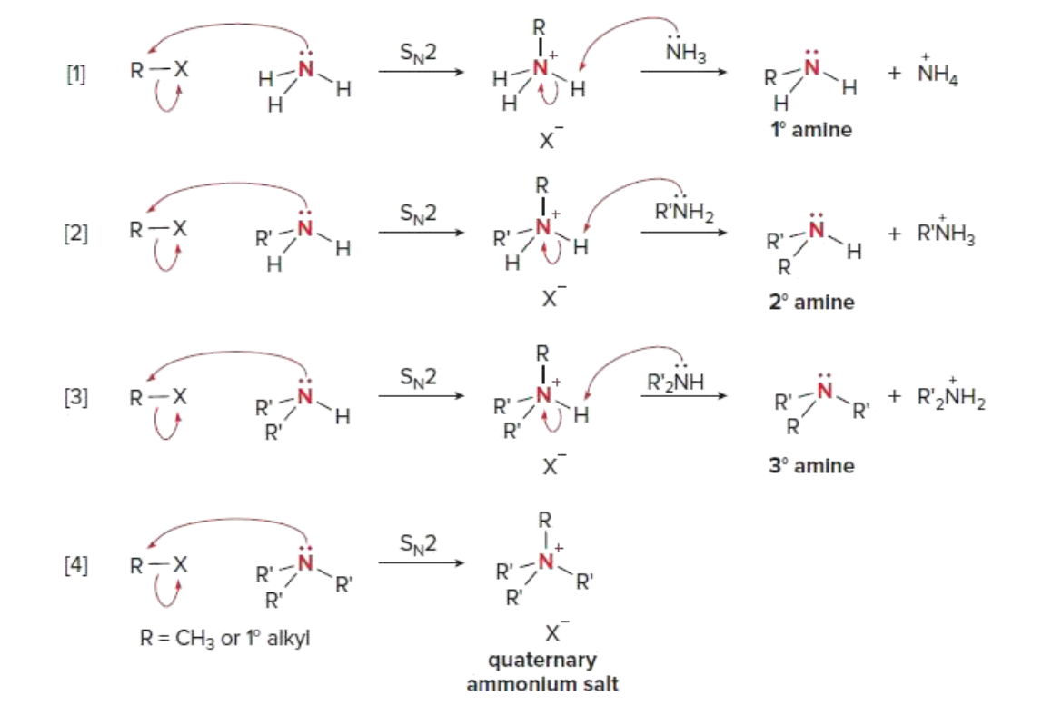 <p>1) 1° Amine (Substitution then Deprotonation)</p><p>2) 2° Amine (Substitution then Deprotonation)</p><p>3) 3° Amine (Substitution then Deprotonation)</p><p>4) Quarternary Ammonium Salt (N/A)</p><p></p><p>SN2</p>