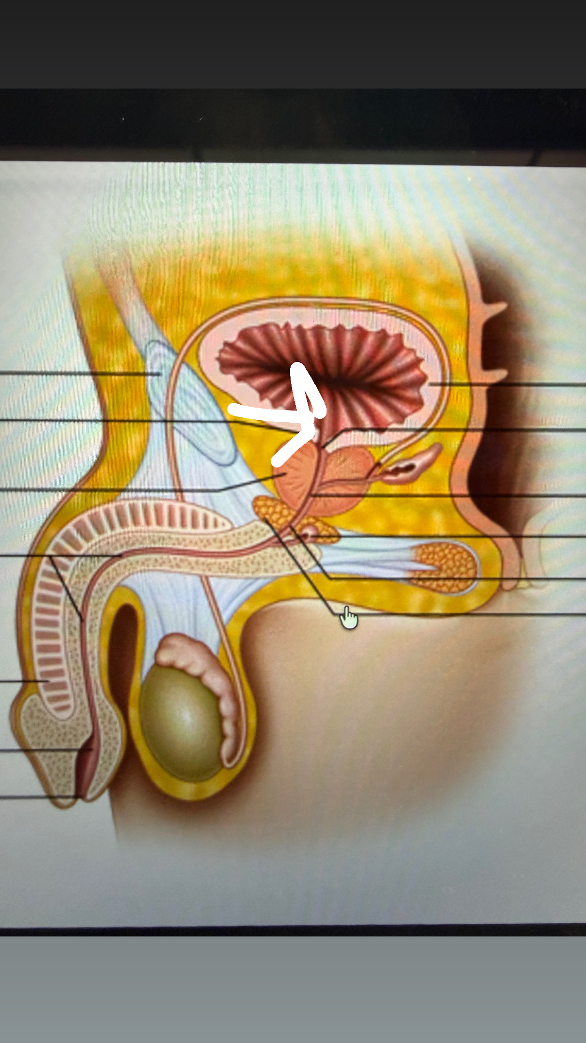 <p>right under bladder</p>