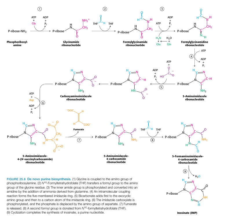<p>IMP biosynthesis </p>