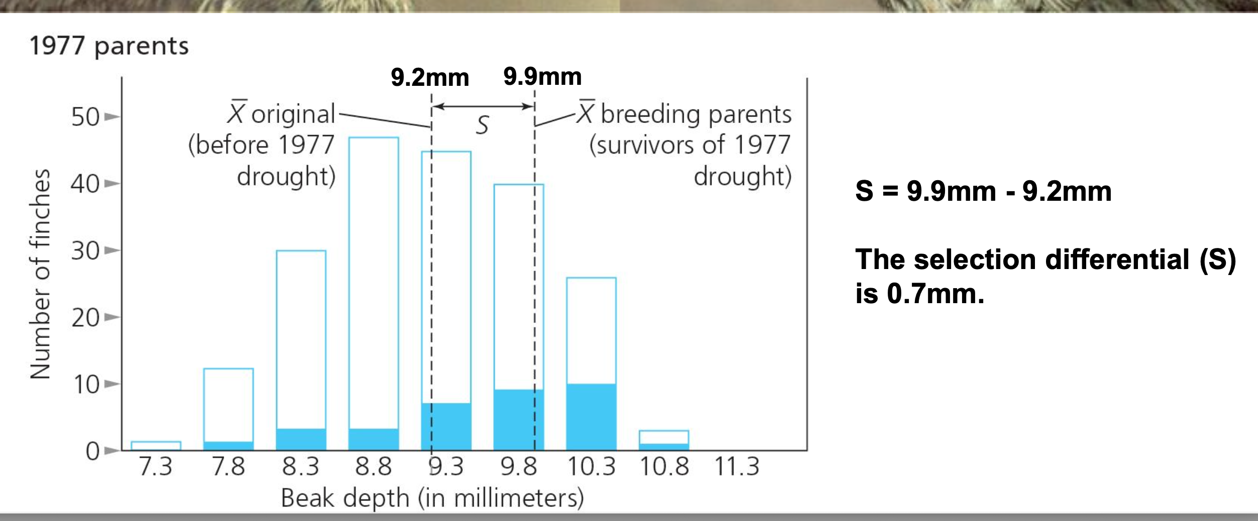 <p>_____ is a measure of the strength of phenotypic selection. The selection differential describes the difference between the mean of the reproducing members of the population that contribute offspring to the next generation and the mean of all members of a population.</p>