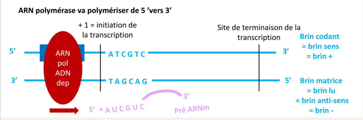 <p>D’une matrice d’ADN.</p>