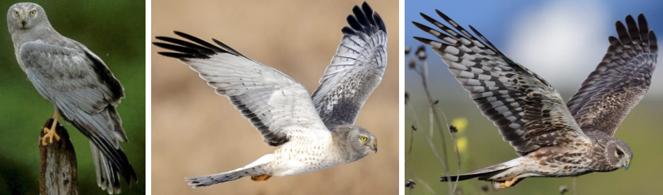 <ul><li><p><span style="background-color: transparent;"><strong>Habitat:</strong> large undisturbed tracts of wetlands and grasslands with low think veg, breed in freshwater and brackish marshes, old fields, dry upland prairies, etc., winter- range of habitats with low veg- pasturelands, etc.</span><span>&nbsp;</span></p></li><li><p><span style="background-color: transparent;"><strong>Diet:</strong> breeding season- small mammals, reptiles, amphibians, birds, winter- meadow vole (big in N range), mice, rabbits, songbirds, winter in S- rats, mice, songbirds</span></p></li><li><p><span style="background-color: transparent;"><strong>Characteristics:</strong> medium sized, slender, males- gray above and whitish below with black wingtips, female- brown above and whitish undersides with brown streaks, </span><span>white butt patch, flat owl-like face</span><span style="background-color: transparent;">, small hooked bill, long skinny wings and tails (banded), fly low with wings held in dihedral</span></p></li></ul><p></p>