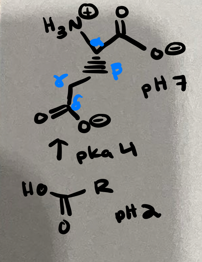 <p><span><span>Charged amino acid @ pH 7</span></span></p>