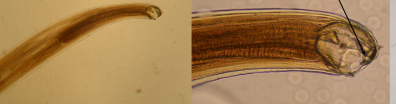 <p>What is this parasite </p>