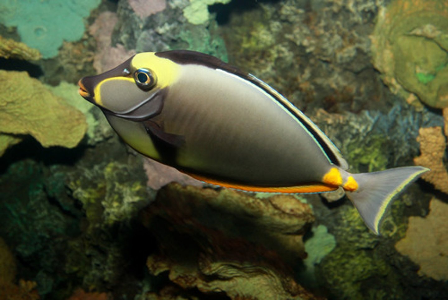 <p>Naso lituratus</p>