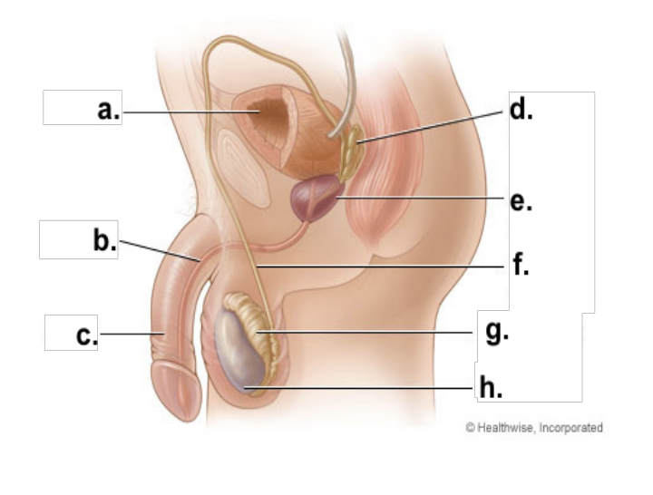<p>what is “g” and a description/function</p>