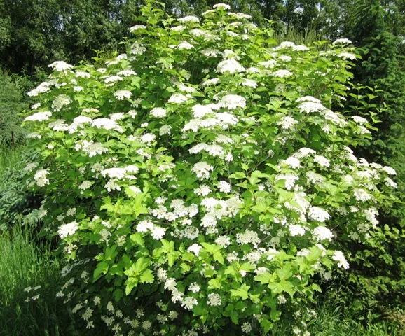 <p>Highbush Cranberry</p>