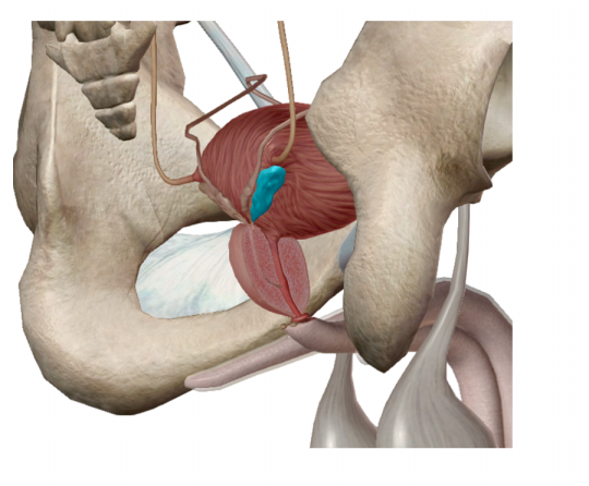 <p><span>Name the structure</span></p>