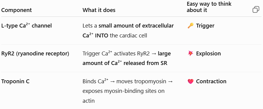 <ul><li><p><span style="background-color: transparent; font-family: "Times New Roman", serif;"><strong>CICR (Calcium-Induced Calcium Release)</strong>: A small amount of extracellular calcium triggers a large release from the SR.</span></p></li><li><p><span style="background-color: transparent; font-family: "Times New Roman", serif;"><strong>L-type channels</strong> provide the trigger; <strong>Ryanodine receptors</strong> provide the large release of calcium.</span></p></li><li><p><span style="background-color: transparent; font-family: "Times New Roman", serif;"><strong>Troponin C</strong> is the specific protein calcium binds to initiate contraction.</span></p></li></ul><p></p>