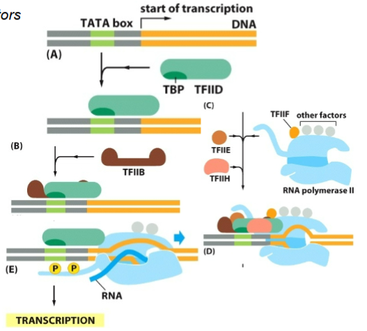 <ul><li><p>RNA Pol II requires general transcription factors</p></li><li><p>TATA-binding protein (TBP) is a subunit of TFIID; involved in the recognition of the promoter</p></li><li><p>Assembly of transcription initiation complex; enables the recruitment of RNA Pol II</p></li><li><p>Phosphorylation of RNA Pol II by TFIIH, releases RNA Pol II from the transcription initiation complex and allows transcription proceeds</p></li></ul><p></p>