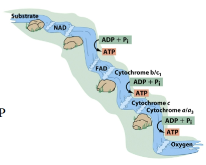 <p>Total oxidation of 1 molecule of glucose:36-38 molecules of ATPs</p><ul><li><p>4 ATP: substrate level phosphorylation (directly transferring a high energy phosphate from one organic molecule to another) in glycolysis and the Krebs cycle</p></li><li><p>either 32 or 34 ATP: oxidative phosphorylation using the cytochromes of the electron transport chain</p></li></ul><p></p>