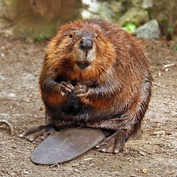 <p>A species that has a niche that contributes to many other species within an ecosystem (aka an “ecosystem engineer). When the population of a keystone species declines, it impacts the entire ecosystem. EXAMPLES: wolf, beaver, salmon</p>