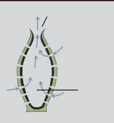 <p>Where does osculum, ostium and atrium go?</p>