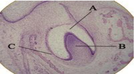 <p><span>Dental Organ → forms the Enamel</span></p><p><span>Dental Papilla → forms the Dentin and pulp </span></p><p><span>Dental Sac → forms the periodontium (cementum, alveolar bone, PDL)</span></p>