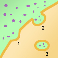 <p>Moving materials into the cell</p>
