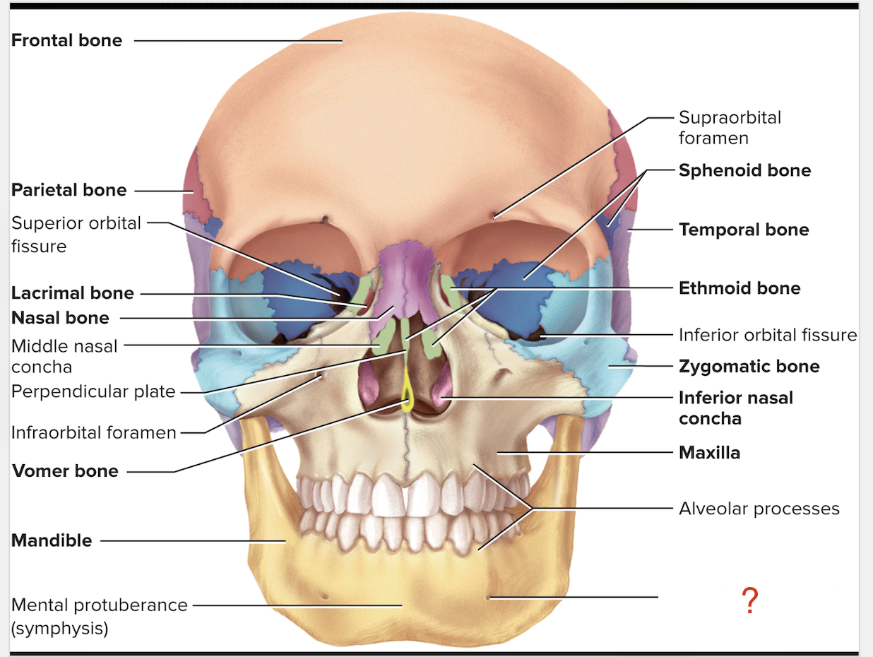 <p>What is the name of this bony marking that is part of the <strong>mandible?</strong></p>