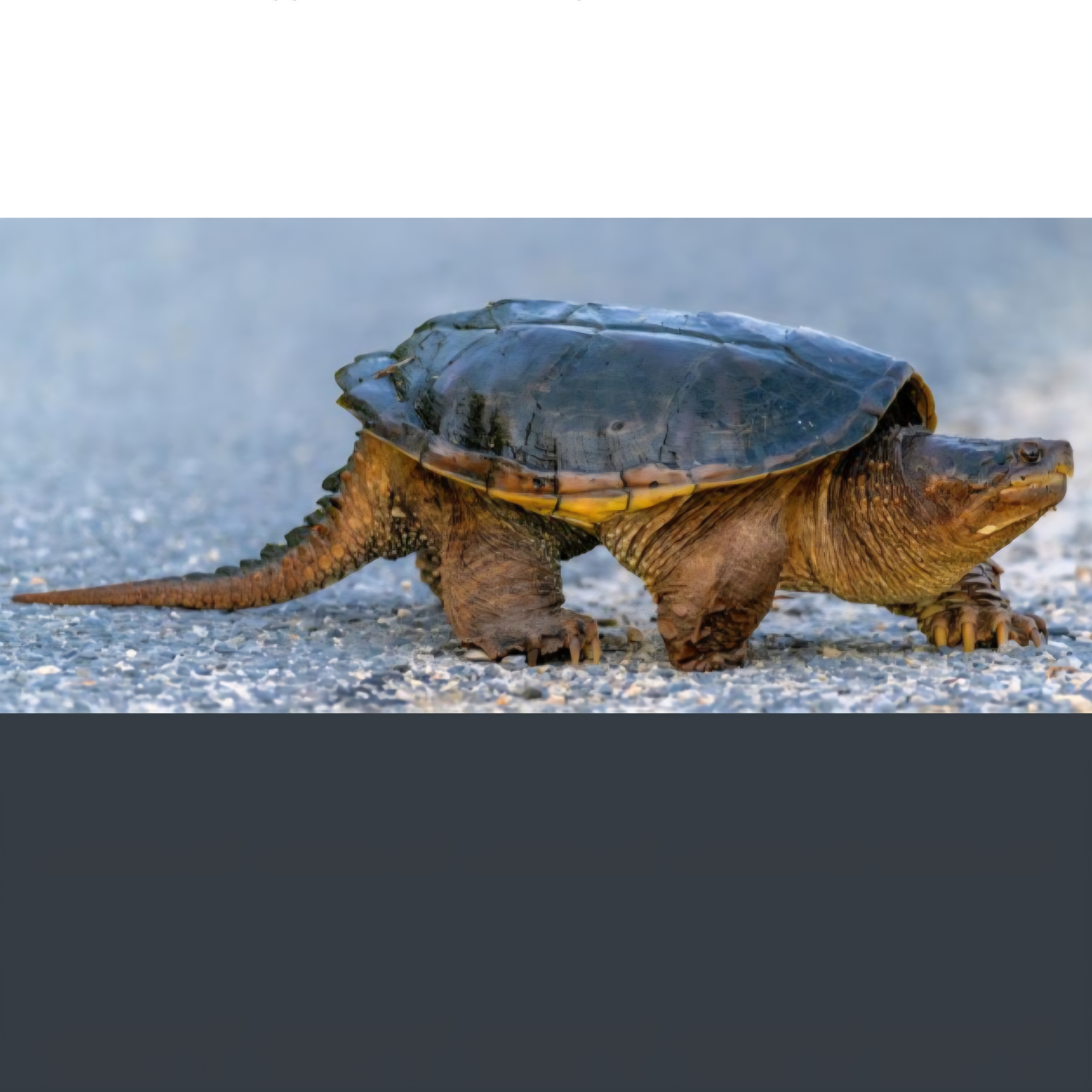 <p>name this animal</p>