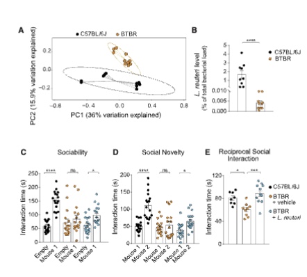 <p>BTBR mice, a naturally occurring strain that behaves in an autism-like way for unknown genetic reasons. their gut microbiome was altered and L. reuteri levels were low. Treating them with L. reuteri rescued their sociability, social novelty preference, and one-on-one social interaction, bringing them back to normal levels</p>