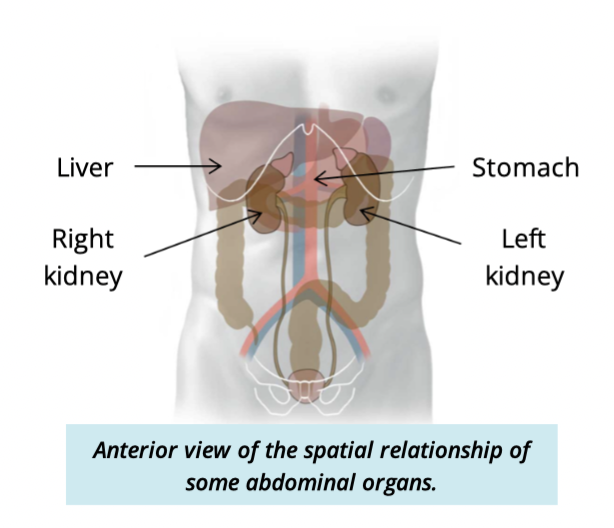 <p>Right kidney sits lower </p><ul><li><p>due to large size of liver </p></li></ul><p></p>