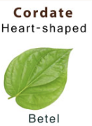 <p>Heart shaped</p>
