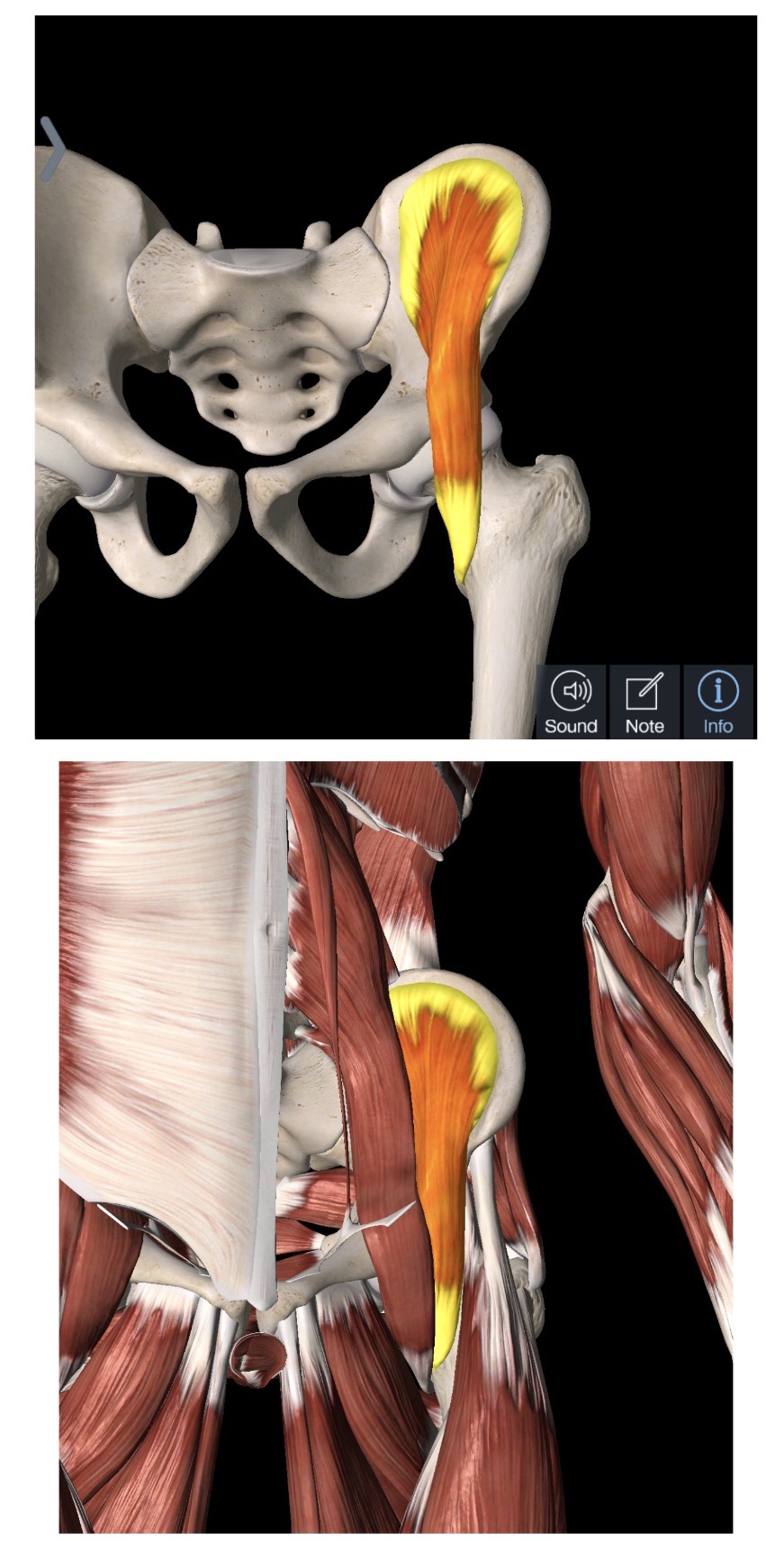 knowt flashcard image