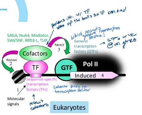 <ul><li><p>interact with the transcription factor to remove the nucleosome</p></li><li><p>recruits GTFs</p></li></ul><p></p>
