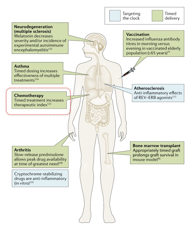 <p><span><strong>improve immune responses and improve health outcomes</strong></span></p><ul><li><p><span>Examples of known cases where either targeting a clock gene (light blue), or daily timing of treatment (light green) has shown to be beneficial in combating immune/autoimmune based disorders.&nbsp; Some of the results shown come from mouse models, others from human studies.</span></p></li></ul><p></p>