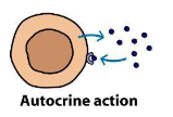 <p>the hormone acts on the same cell that produced it</p>