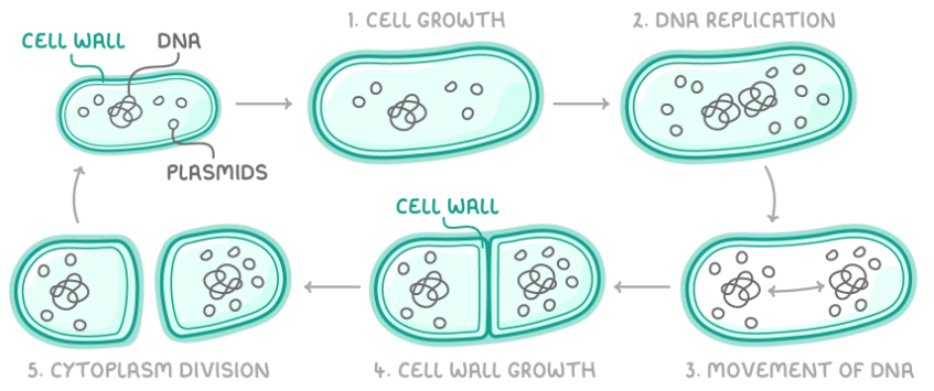 <p>Binary fission.<br>The cell grows and circular chromosomes are replicated once and plasmids are replicated many times. The circular chromosomes move to opposite poles of the cell. The cell membrane begins to divide and new cell walls form between the two DNA molecules. The cytoplasm divides and two identical (except plasmids) daughter cells are formed.</p>