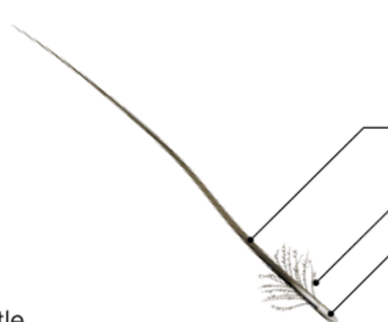 <p>Bristle Feathers</p>