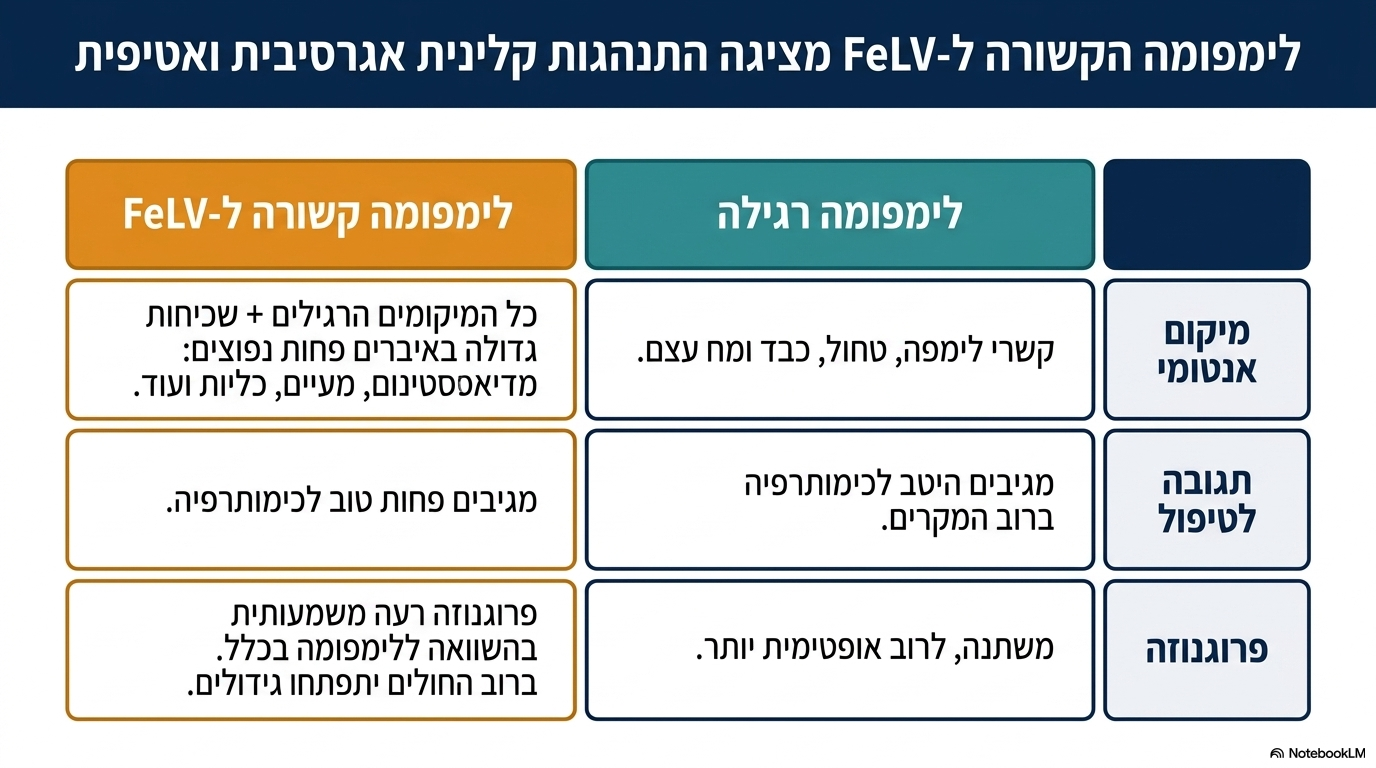 <ul><li><p><strong>שכיחות ואיברים:</strong> לימפומה מתפתחת בקרב <strong>רוב החולים</strong>. היא יכולה להופיע בקשרי הלימפה, בטחול, בכבד ובמח העצם.</p></li><li><p><strong>איברים פחות נפוצים:</strong> קיימת שכיחות גבוהה להופעת הגידול באיברים פחות קלאסיים כמו ה<strong>מדיאסטינום (בינותיים)</strong>, ה<strong>מעיים</strong> וה<strong>כליות</strong>.</p></li><li><p><strong>לוקמיה:</strong> קיימת שכיחות גבוהה להתפתחות לוקמיה (נוכחות של לימפוציטים סרטניים בזרם הדם).</p></li><li><p><strong>פרוגנוזה:</strong> <strong>רעה בהשוואה ללימפומה כללית</strong>; חתולים אלו מגיבים פחות טוב לטיפולי כימותרפיה.</p></li></ul><p></p>