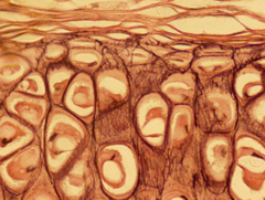 <p>identify the tissue</p>