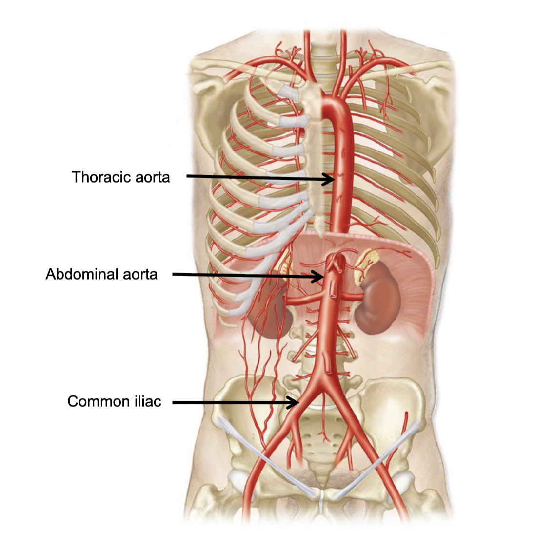 <p>What does the abdominal aorta bifurcate into</p>