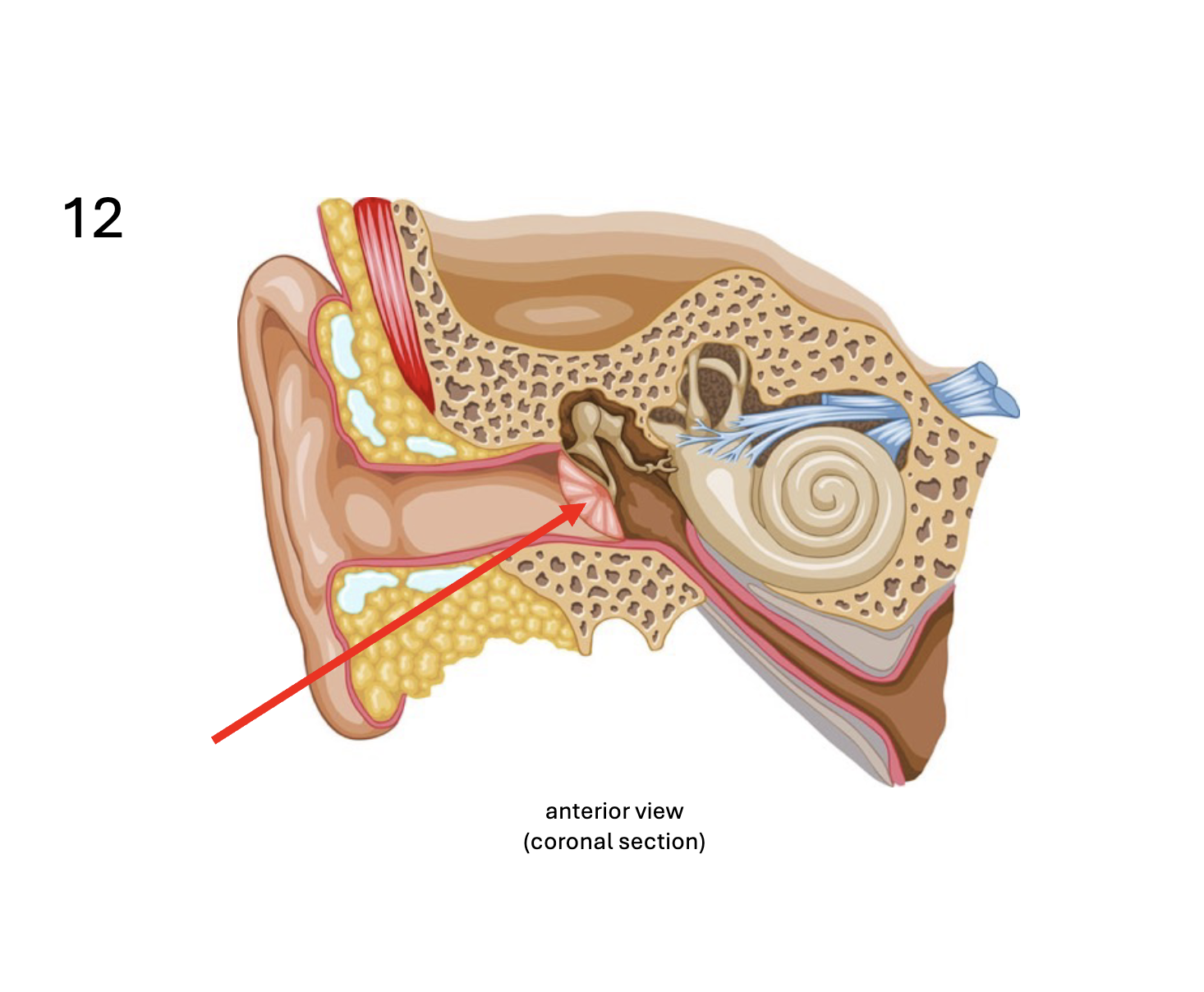 <p>Identify the <strong>organ</strong></p>