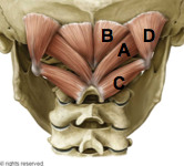 <p>part of triangle</p><p>C</p>