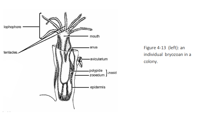 <p>Colonies of Bugula sp. are composed of numerous small vase-shaped ZOOIDS. </p><ul><li><p>The transparent outer non-living covering is composed largely of chitin but is often impregnated with calcium carbonate. This outer covering, together with the epidermis, constitutes the <strong>ZOOECIUM/CYSTID. </strong></p></li><li><p>The visceral mass, lophophore and tentacles together are called the <strong>POLYPIDE</strong>. </p></li><li><p>The <strong>TENTACLES </strong>arise from the <strong>LOPHOPHORE</strong>, a U-shaped extension of the body wall and coelom surrounding the <strong>MOUTH</strong>. </p></li><li><p>The digestive tract is complete, the anus opening just outside the lophophore. You will not be able to see the parts of the digestive system on the whole mounts slides. </p></li><li><p>The polypide can be retracted within the zooecium by muscles joining the zooecium to the digestive tract. The bryozoans have no circulatory or excretory organs and the nervous system is greatly reduced.</p></li></ul><p></p>