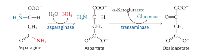 <p>requires deamidation because it has two amino acids to get to OAA - asparagine to (asparaginase) aspartate to (transaminase) OAA - produces ammonia from water and glutamate from alpha-ketoglutarate</p>