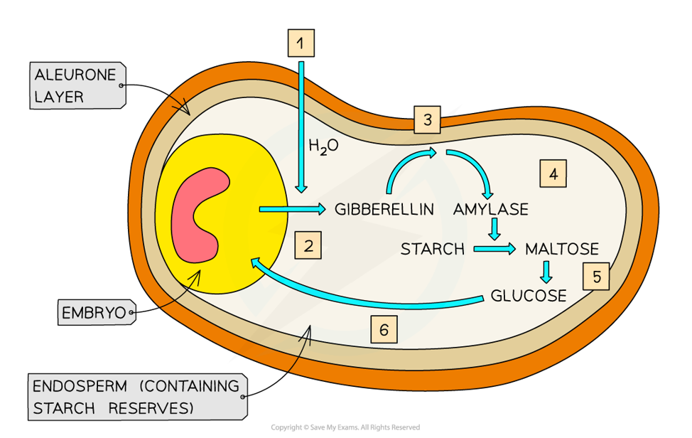 <ol><li><p>The seed absorbs water, activating the embryo to secrete gibberellins</p></li><li><p>Gibberellins diffuse to the aleurone layer, stimulating it to produce amylase</p></li><li><p>Amylase diffuses to the endosperm layer & hydrolyses starch to form maltose, which is converted to glucose</p></li><li><p>Glucose acts as a respiratory substrate to produce ATP & is transported to the embryo, providing energy for growth</p></li></ol><p></p>
