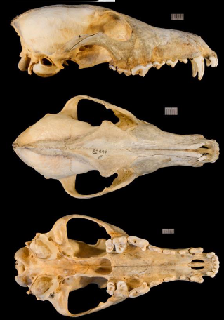 <p>Canis latrans</p>