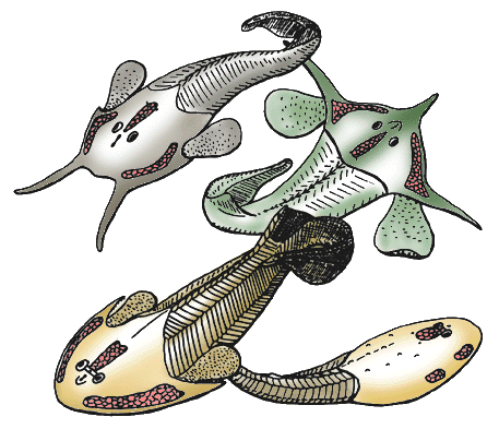 <p>Extinct Jawless Fish</p>