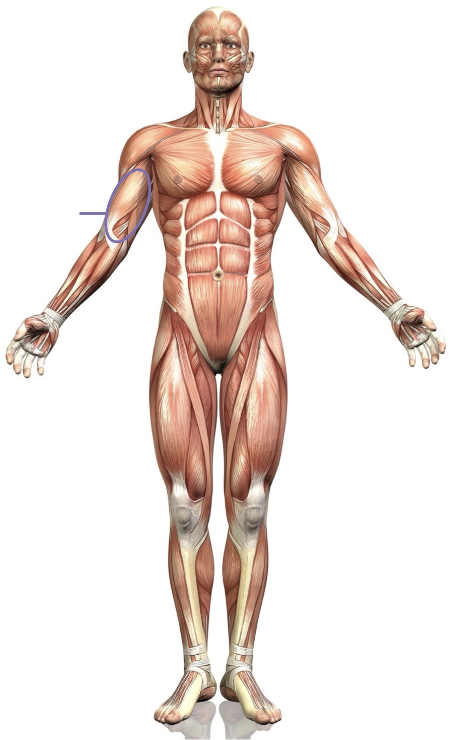 <p><strong>Name the following muscle</strong></p>
