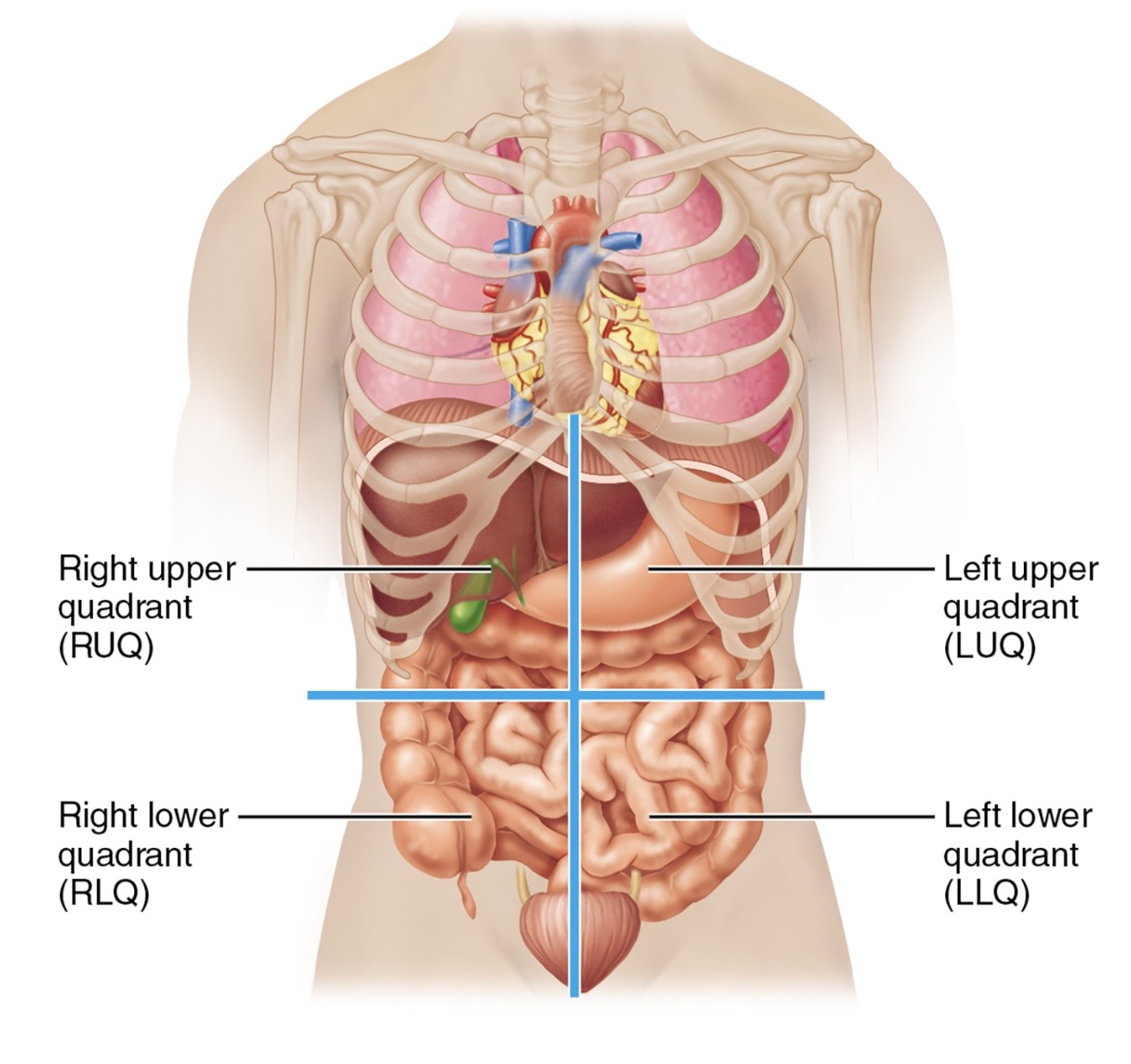 <ul><li><p>right upper quadrant</p></li><li><p>Right lower quadrant</p></li><li><p>Left upper quadrant</p></li><li><p>Left lower quadrant </p></li></ul><p></p>
